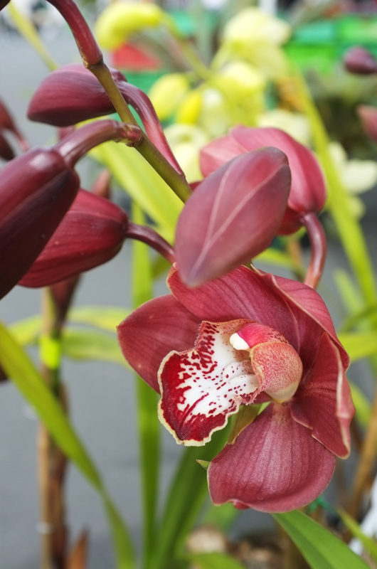 Midknight Orchids